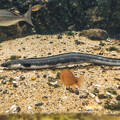 写真: 淡島水族館のホタテウミヘビ