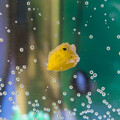 写真: コンゴウフグの幼魚