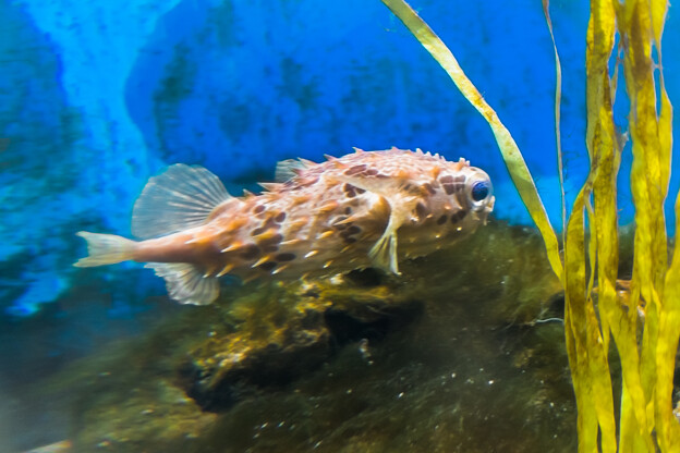 写真: 淡島水族館のメイタイシガキフグ