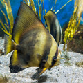 写真: 淡島水族館のナンヨウツバメウオ
