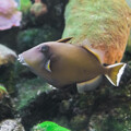 写真: 淡島水族館のツマジロモンガラ