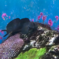写真: 淡島水族館のカエルウオ