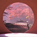 写真: 明月院紅葉
