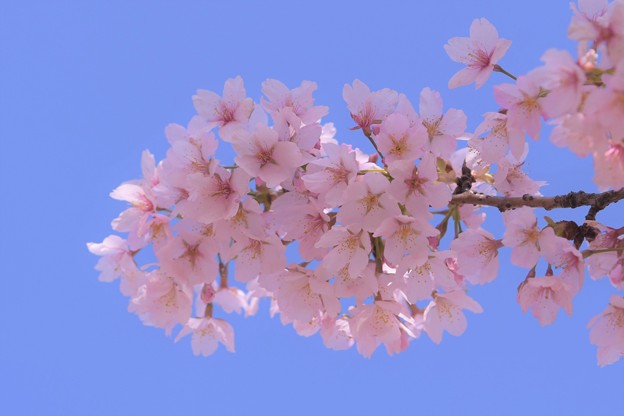 写真: 玉繩桜
