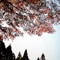 写真: 津市 河内渓谷の紅葉