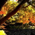 写真: 津城跡の紅葉