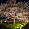 写真: 草場川桜並木 夕景 3