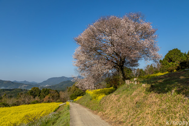 写真: 馬場の山桜 2