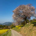 写真: 馬場の山桜 2