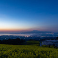 写真: 白木峰高原 桜と菜の花
