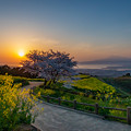 写真: 白木峰高原 桜と菜の花 5