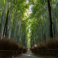 写真: 竹林の小径
