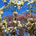 写真: 1405 林陽寺の枝垂れ桜