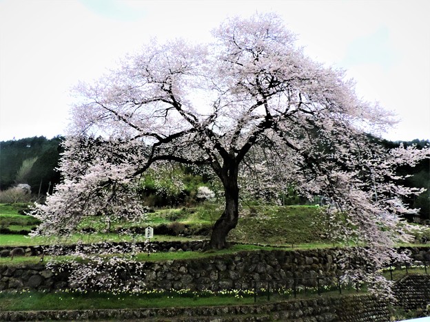 写真: 1414 春告桜