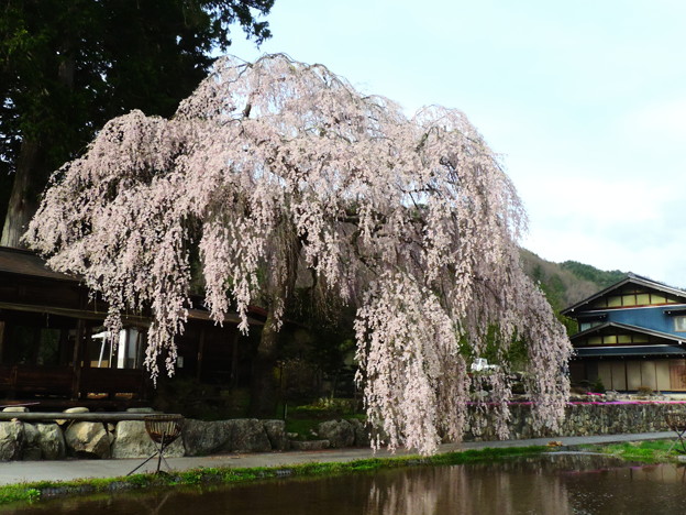 1417 春日神明神社の桜