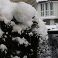 Photos: 3397 また雪が