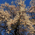 Photos: 1423 林陽寺の桜