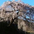 Photos: 1424 岩太郎の桜