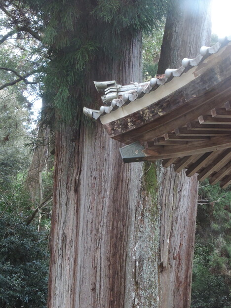 写真: 2415伊富岐神社の大杉