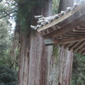 写真: 2415伊富岐神社の大杉