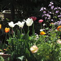 写真: 2417 春の庭