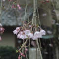 写真: 1444 二代目道誉桜