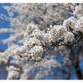 写真: 桜 (5)