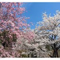 写真: 桜 (3)