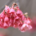 寒緋桜は満開