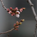 ソメイヨシノが咲き始めた