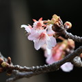 河津桜が開花