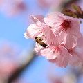 Photos: 桜とミツバチ