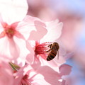 Photos: 桜とミツバチ