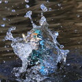 写真: カワセミ　採餌ダイブからの離水