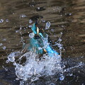 写真: カワセミ　採餌ダイブからの離水