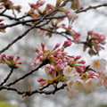 Photos: 飛鳥山の桜も開花 2022.3.22