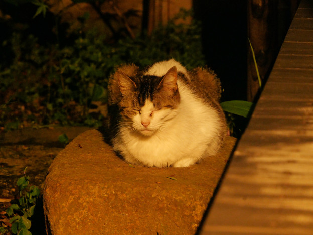 真夜中の庭で佇む猫さん