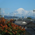 写真: 昨日の富士