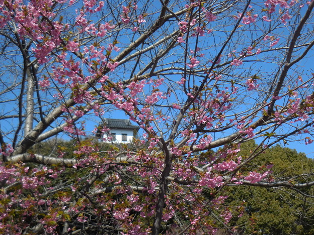 写真: 桜の向こうに