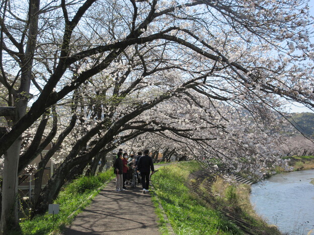 写真: 丸子川の桜