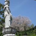 写真: お寺　裏山の桜