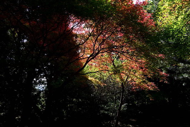 写真: 木漏れ日の紅葉