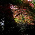 木漏れ日の紅葉