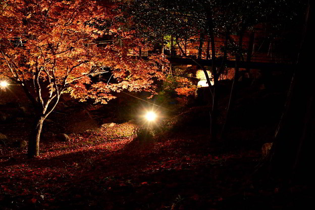 写真: 紅葉と落ち葉のライトアップ