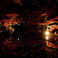 写真: 紅葉のライトアップ