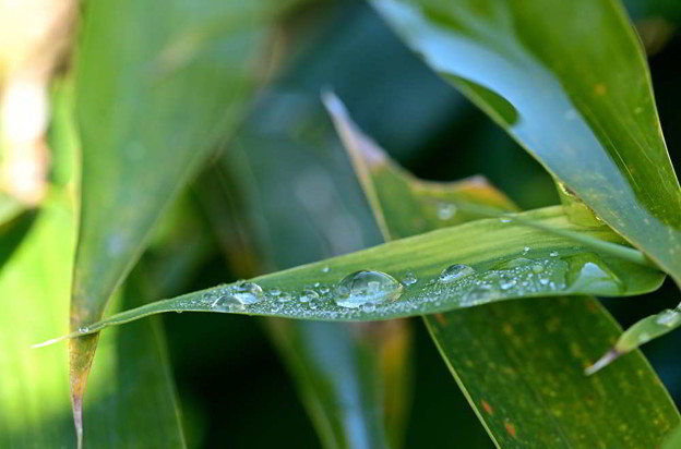 写真: ササの葉に残る雨雫