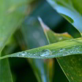 写真: ササの葉に残る雨雫