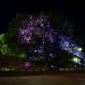 写真: 公園の樹木のライトアップ