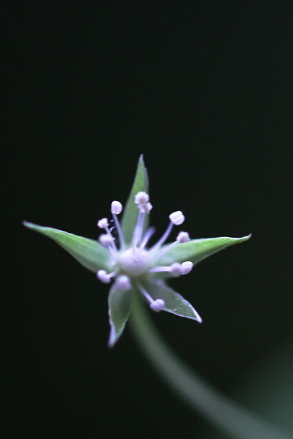 写真: ツカモトハコベの花のアップ