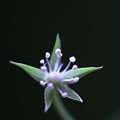 ツカモトハコベの花のアップ